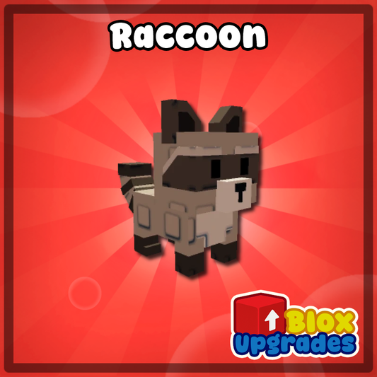 Racoon